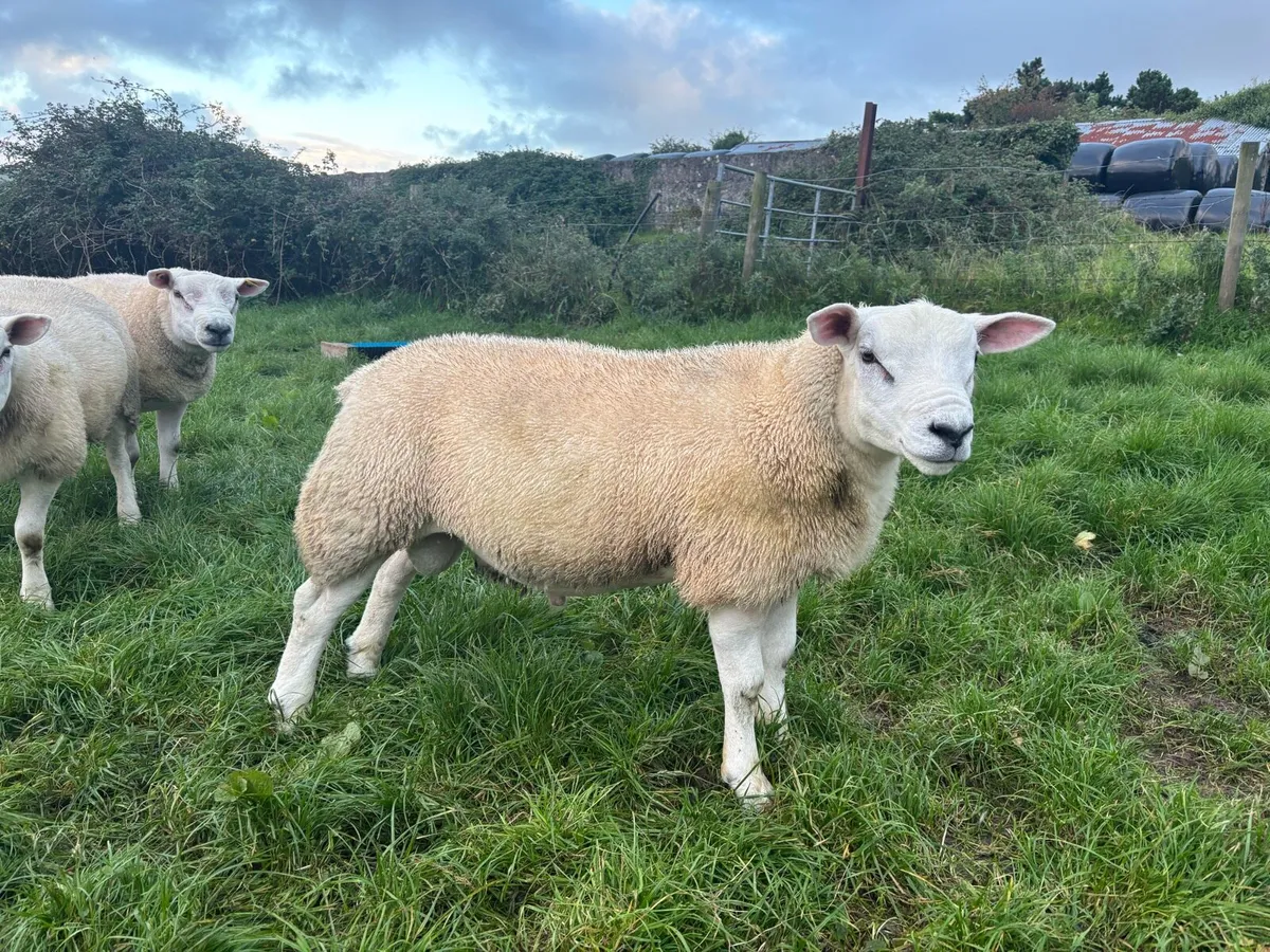 Texel Rams - Image 3