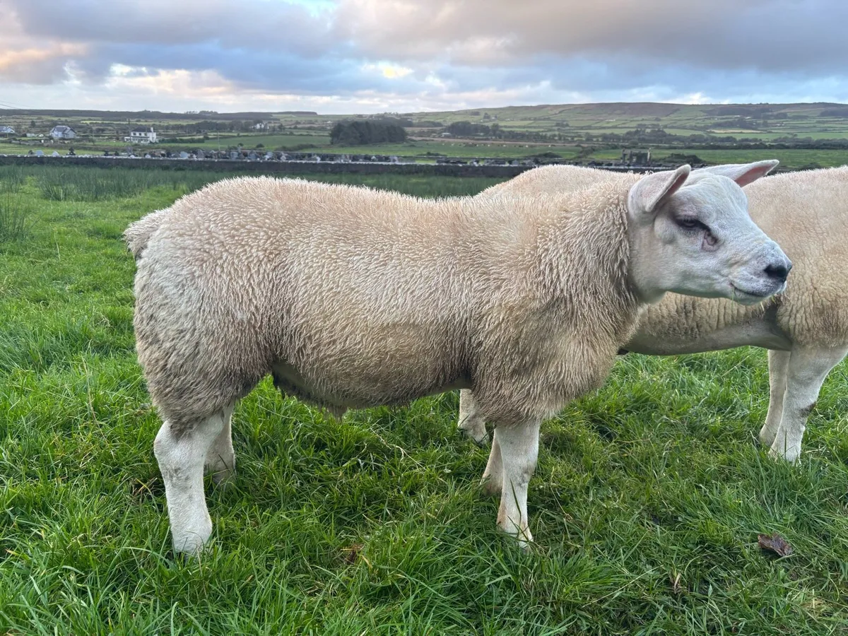Texel Rams - Image 4