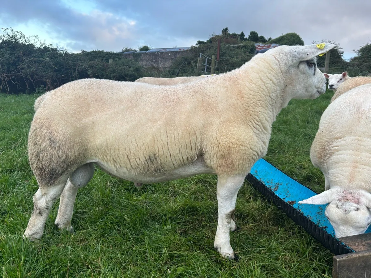Texel Rams - Image 1