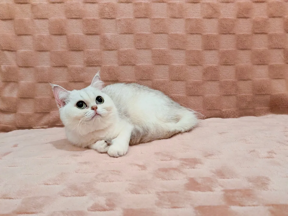 Silver-hair Scottish Straight Kitten - Image 2