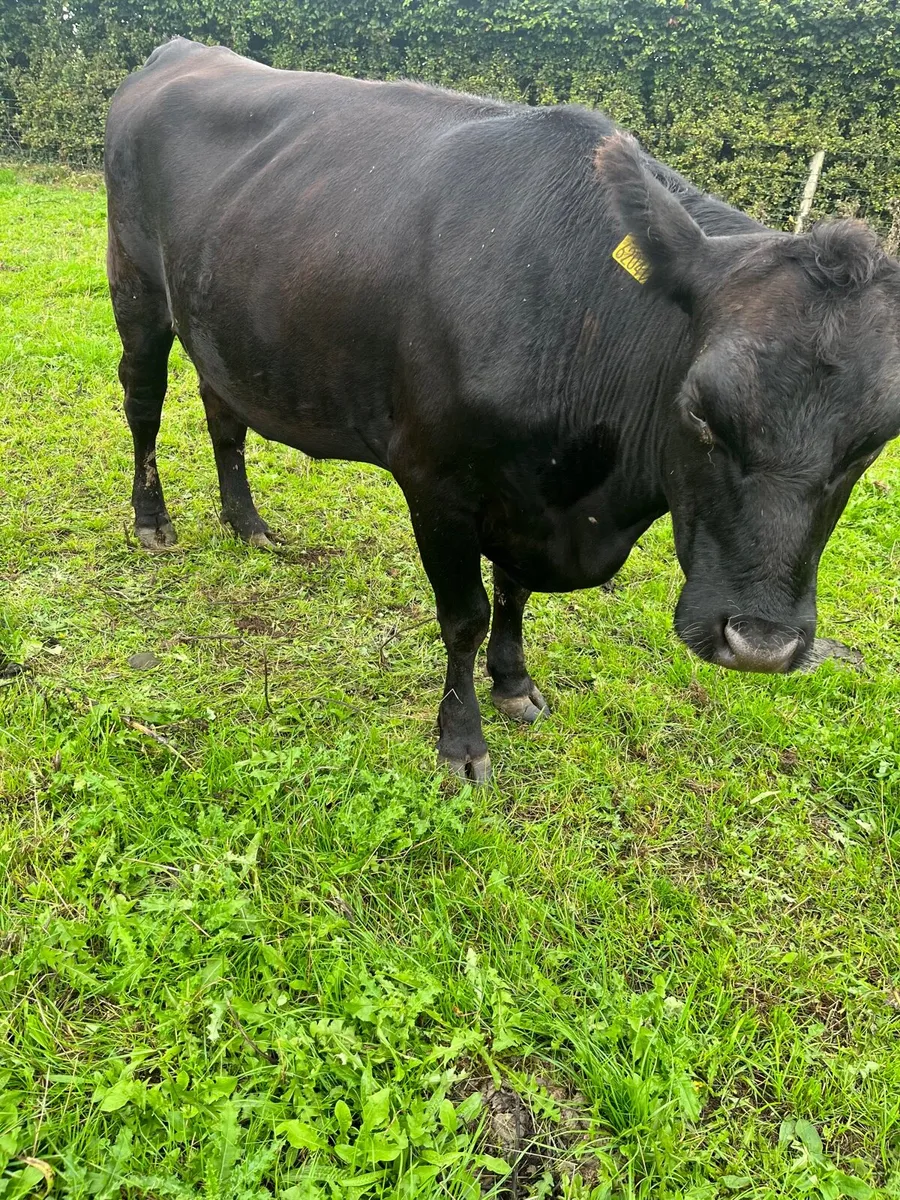 Purebred Aberdeen Angus cattle - Image 1