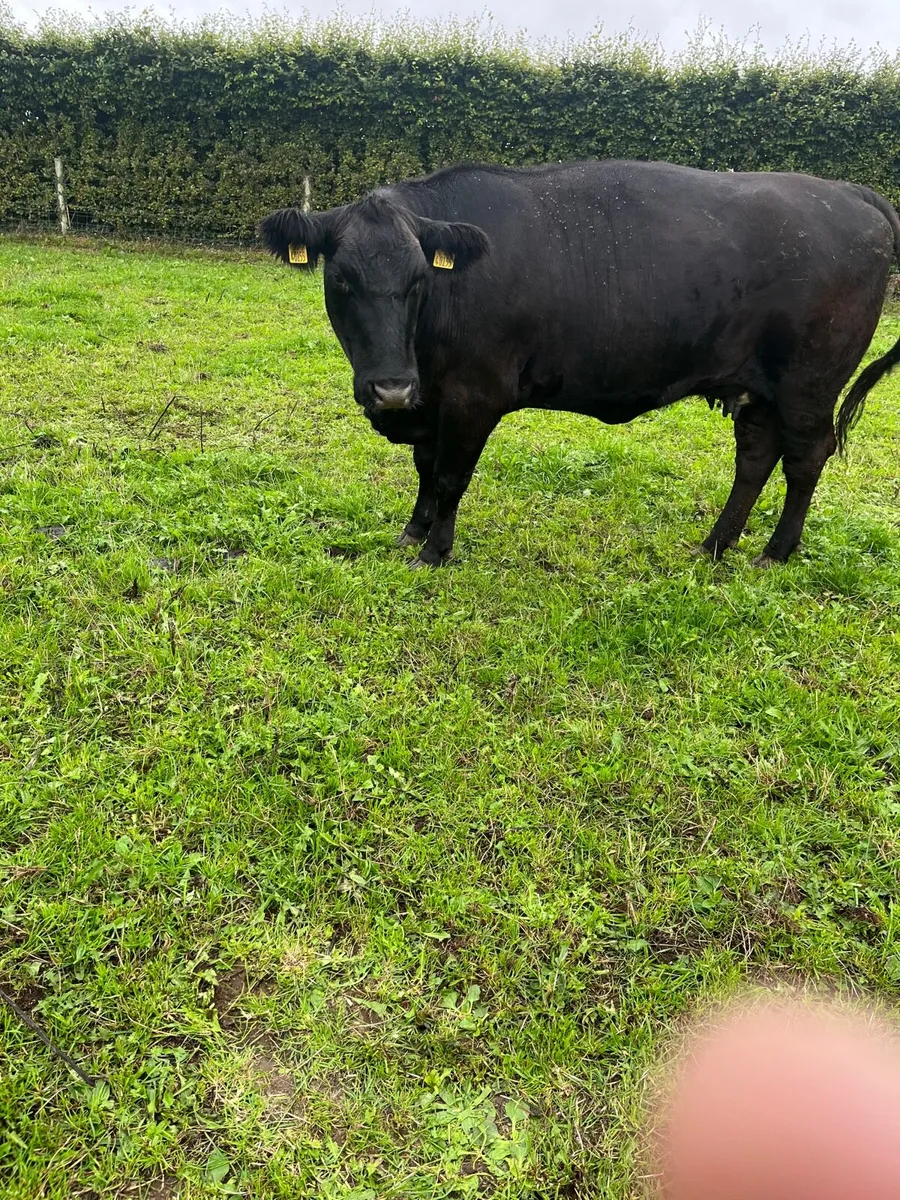 Purebred Aberdeen Angus cattle - Image 3