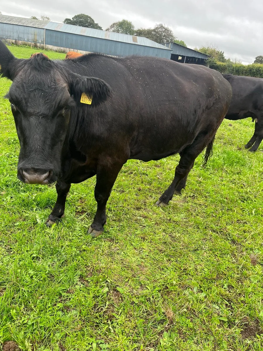 Purebred Aberdeen Angus cattle - Image 2
