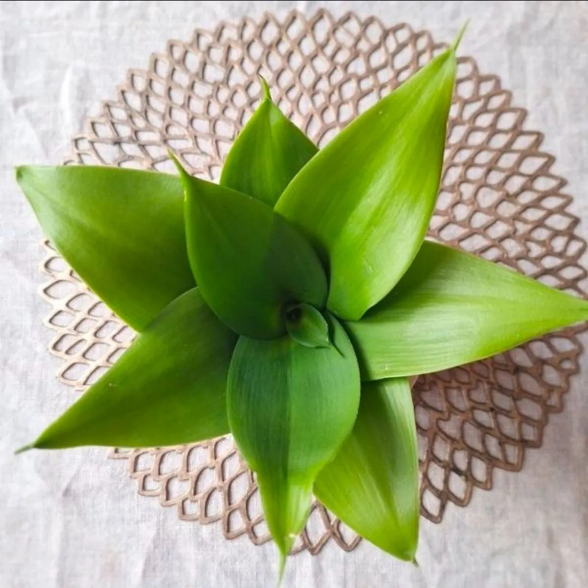 Beautiful Sansevieria Hahnii in decorative pot - Image 4