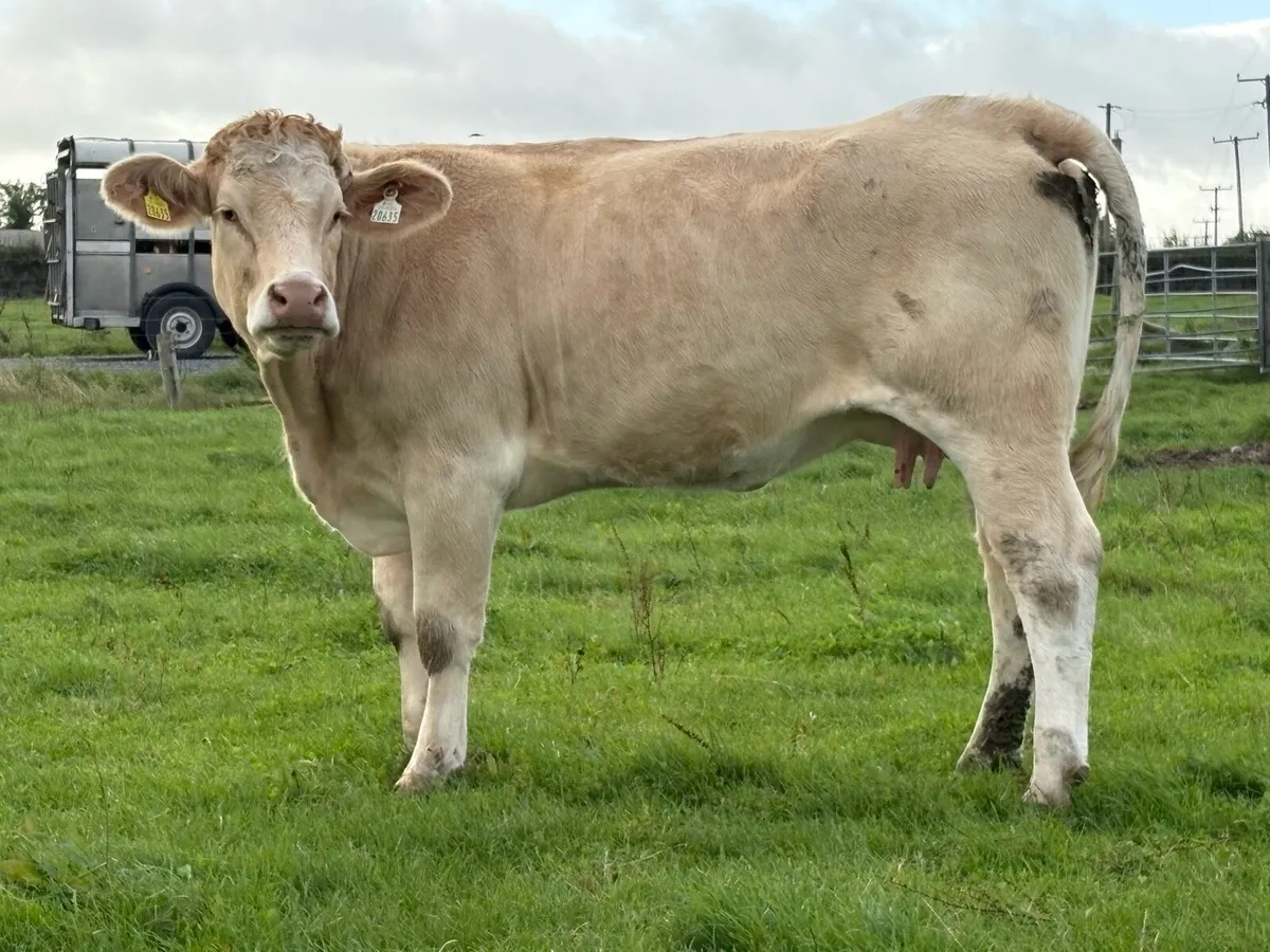 2 smashing calved heifers - Image 3