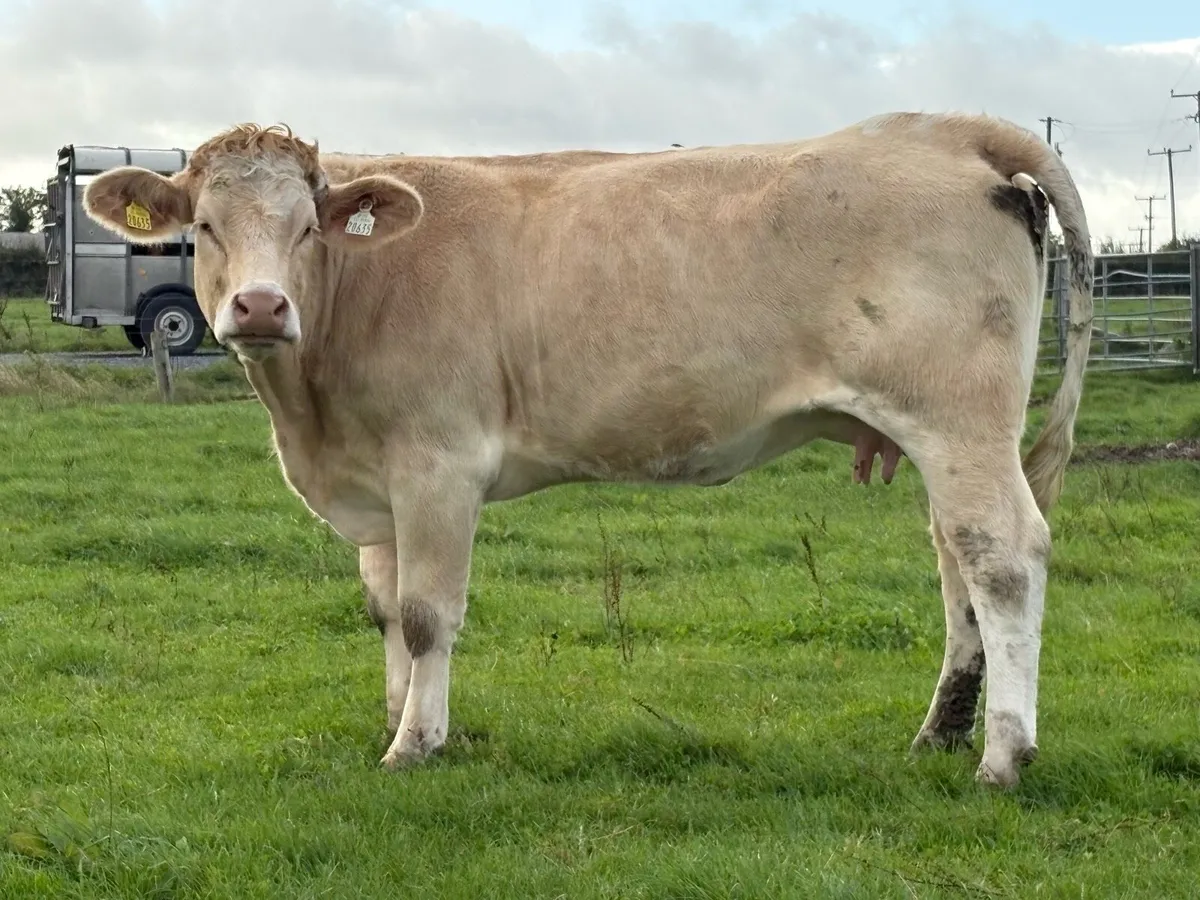 2 smashing calved heifers - Image 4