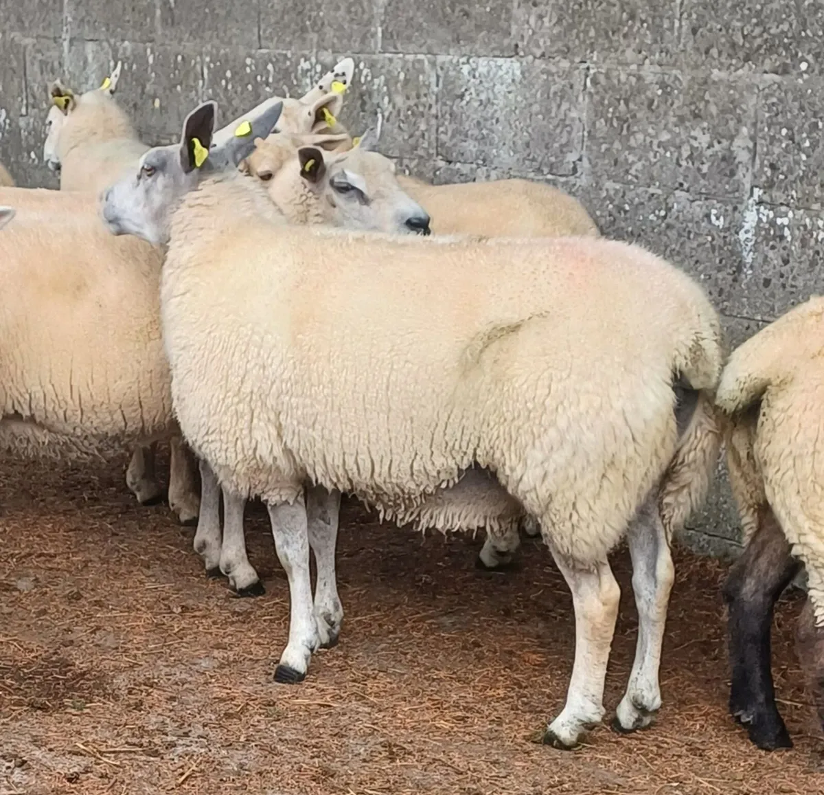 Organic Ewe Hoggets - Image 1