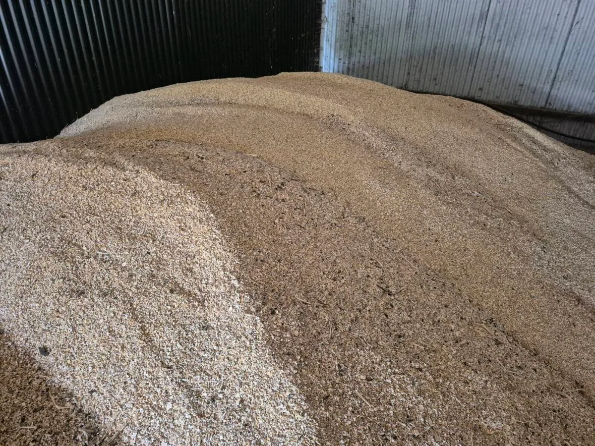 Pea/Barley combi crop, rolled and treated - Image 3
