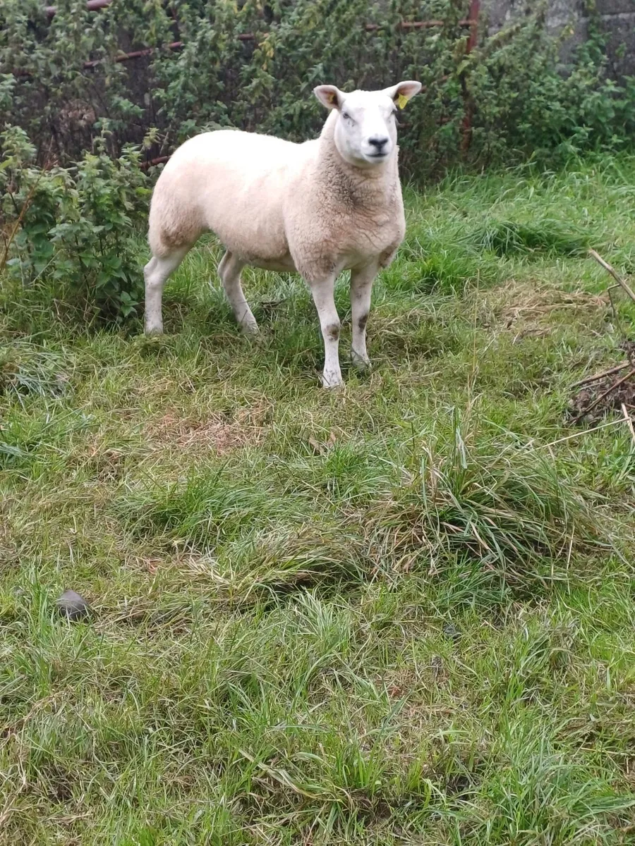 Organic Ewe Hoggets - Image 4