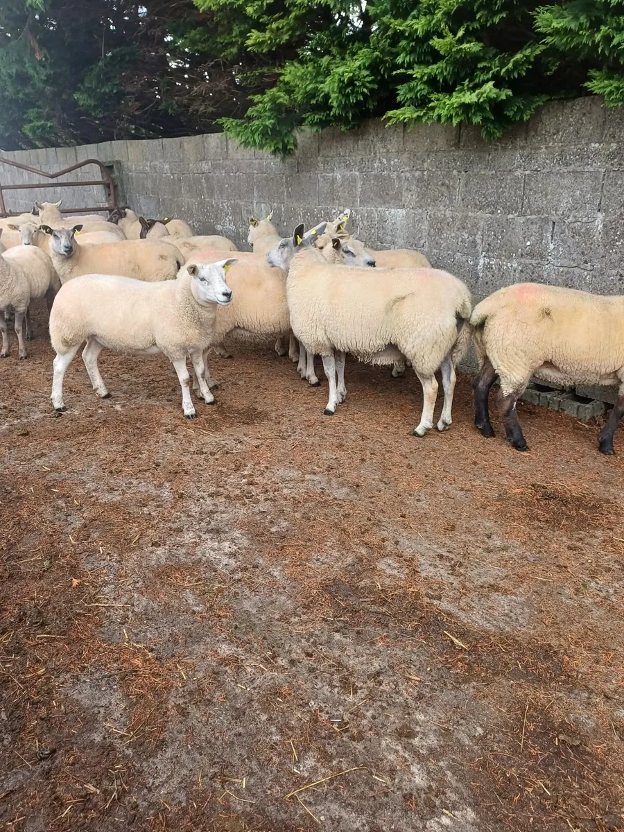 Organic Ewe Hoggets - Image 2