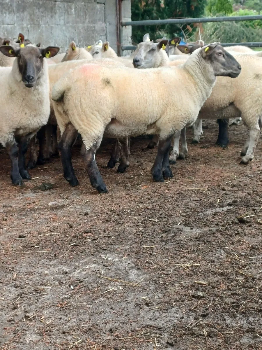 Organic Ewe Hoggets - Image 3