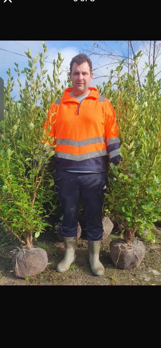 5ft Bushy Rootball Griselinia - Image 1