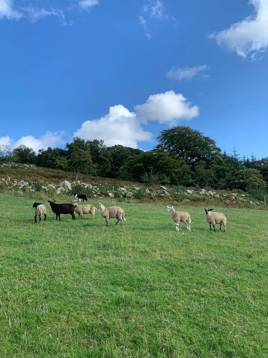 Fully organic store ewe lambs - Image 1