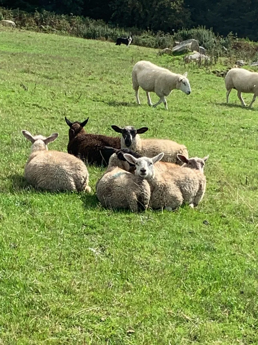 Fully organic store ewe lambs - Image 2