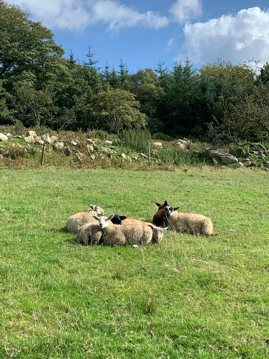 Fully organic store ewe lambs - Image 3