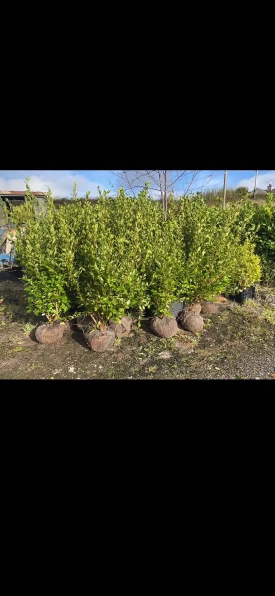 5ft Bushy Rootball Griselinia - Image 2
