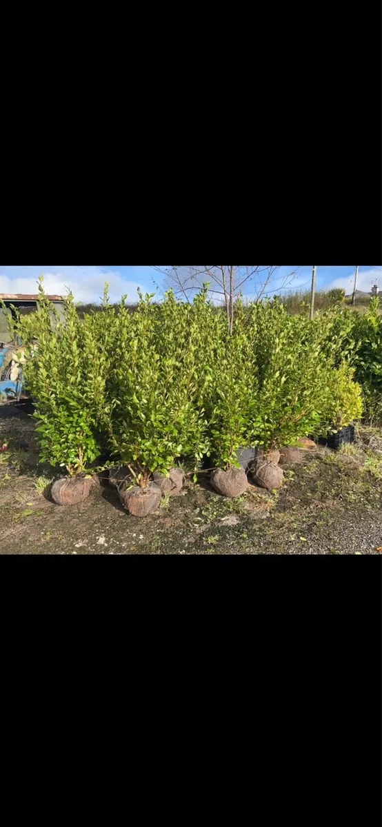 5ft Bushy Rootball Griselinia - Image 3