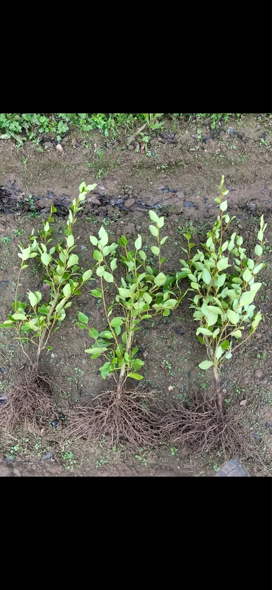Bareroot Laurel, Beech and Griselina Hedging - Image 2