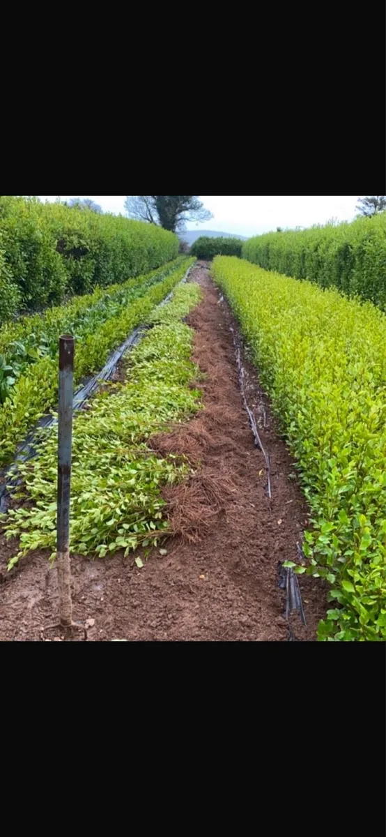 Bareroot Laurel, Beech and Griselina Hedging - Image 1