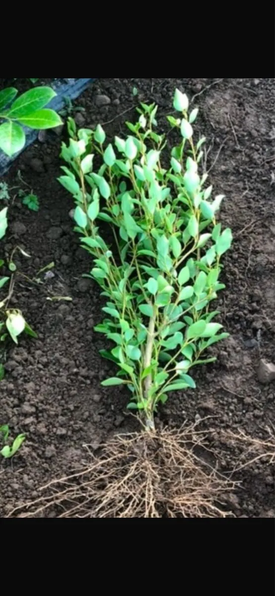 Bareroot Laurel, Beech and Griselina Hedging - Image 4