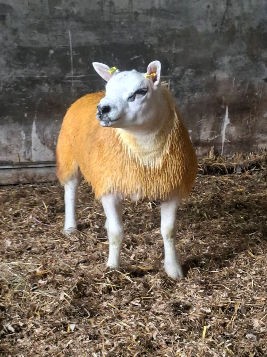 PURE BREED TEXEL RAM LAMB - Image 2