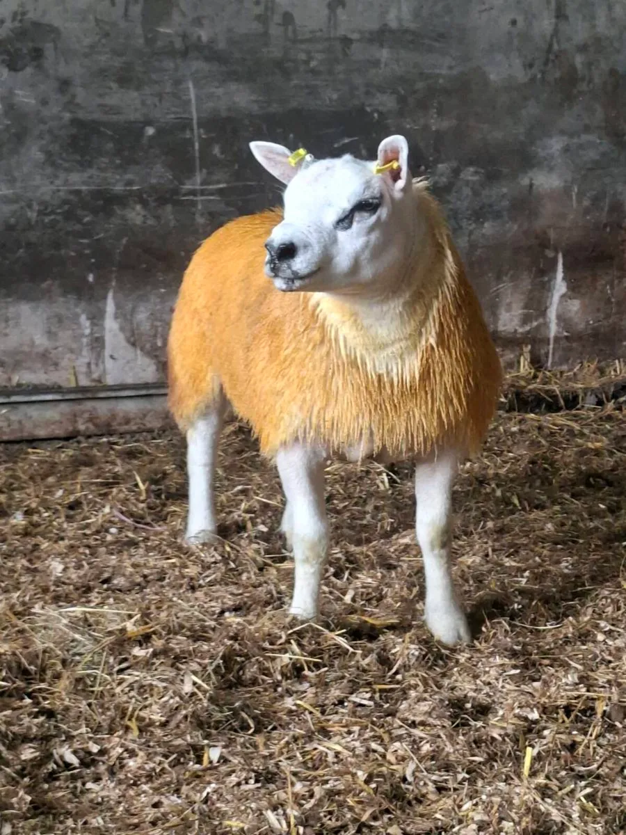 PURE BREED TEXEL RAM LAMB - Image 3