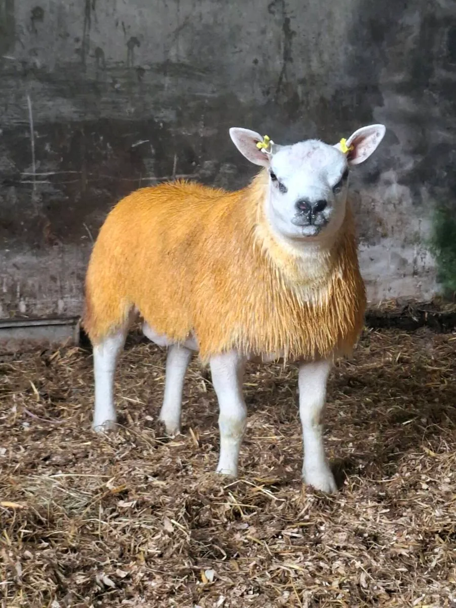 PURE BREED TEXEL RAM LAMB - Image 1