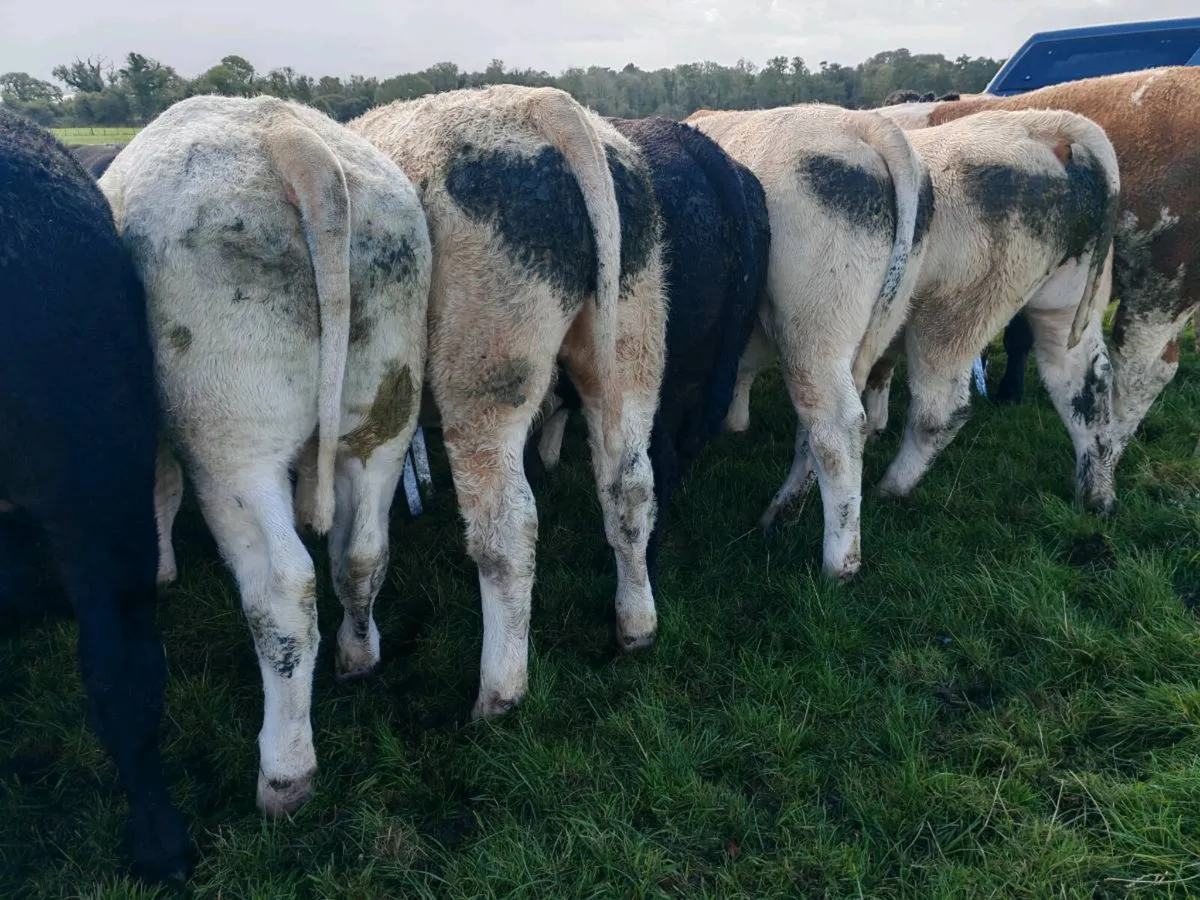 Quality Bullock's 400 kgs. - Image 2