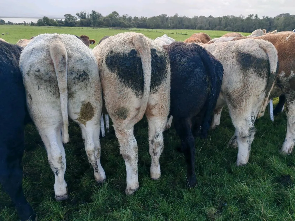 Quality Bullock's 400 kgs. - Image 3