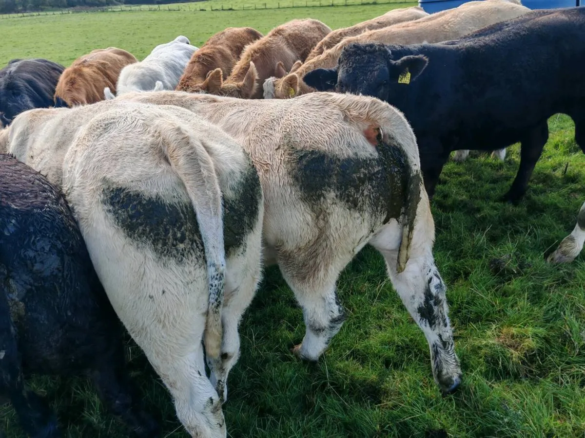 Quality Bullock's 400 kgs. - Image 4