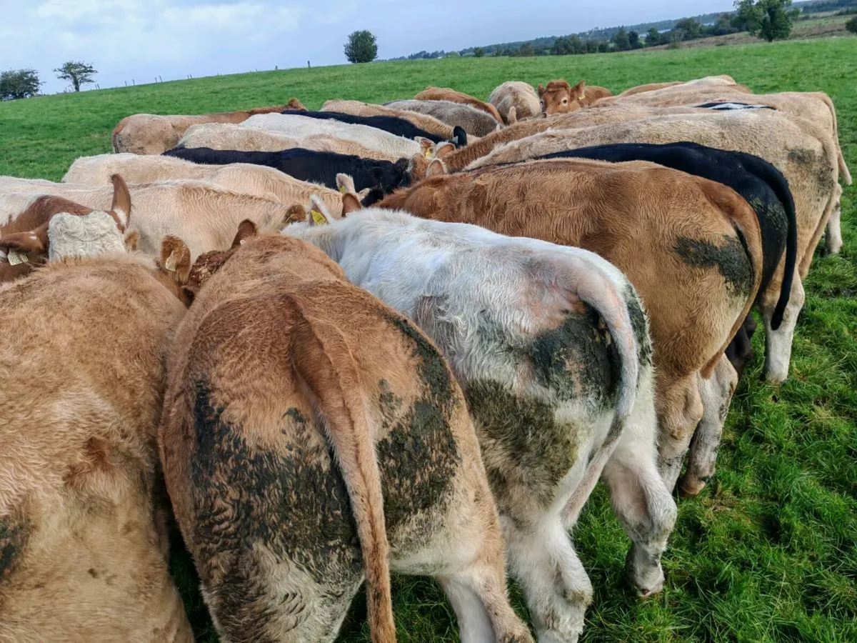 Quality Bullock's 400 kgs. - Image 1