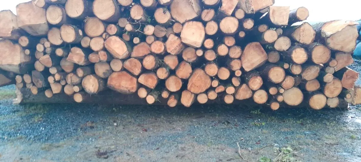 Firewood - Image 2