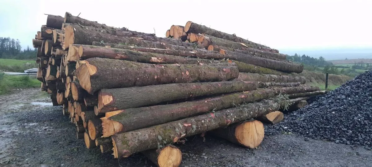 Firewood - Image 3
