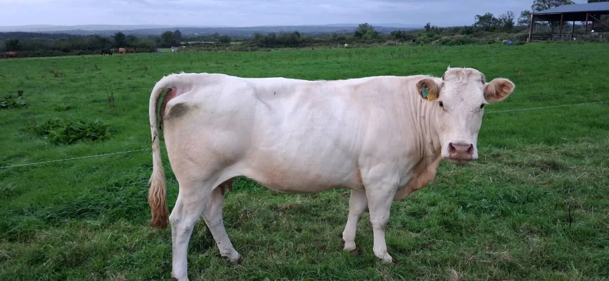Pure bred Blonde D'Aquitaine - Image 4