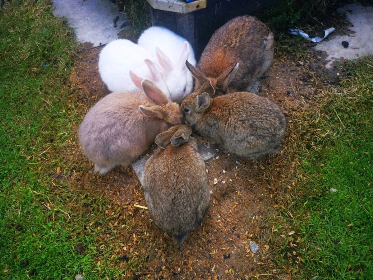 Rabbits