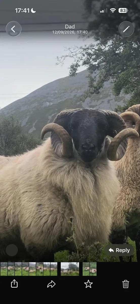 Mayo Mountain HOGGET - Image 1