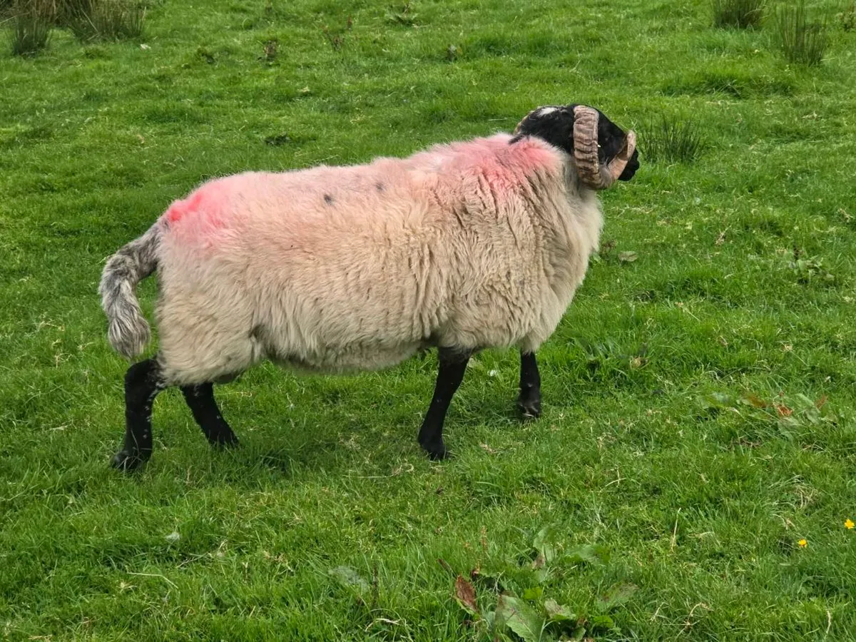 Mayo Mountain HOGGET - Image 2