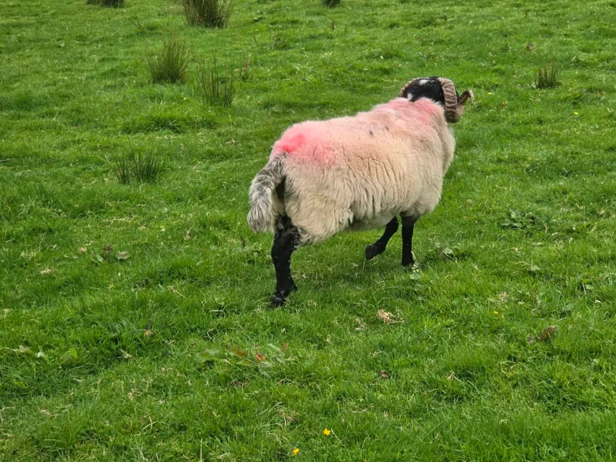 Mayo Mountain HOGGET - Image 4