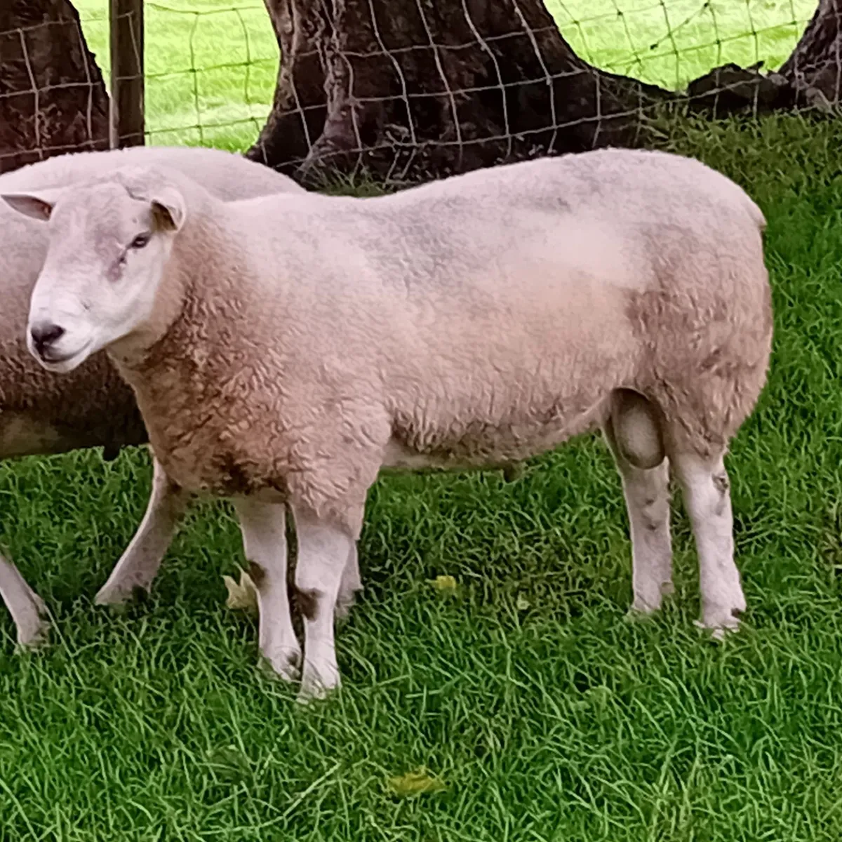 Pedigree, registered, SIS rams for sale - Image 4