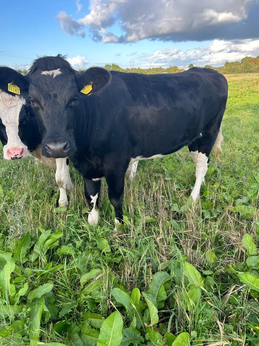 Maiden heifer. - Image 1