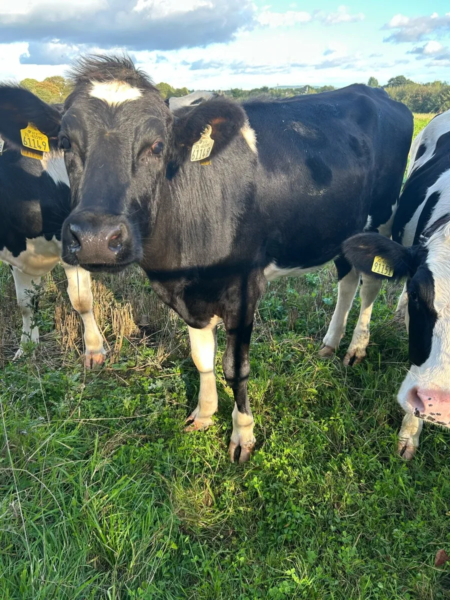 Maiden heifer. - Image 2