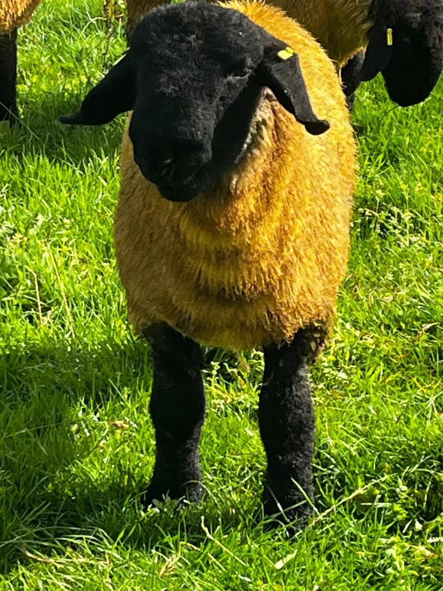 Choice of pedigree Suffolk ram lambs from £450 - Image 2