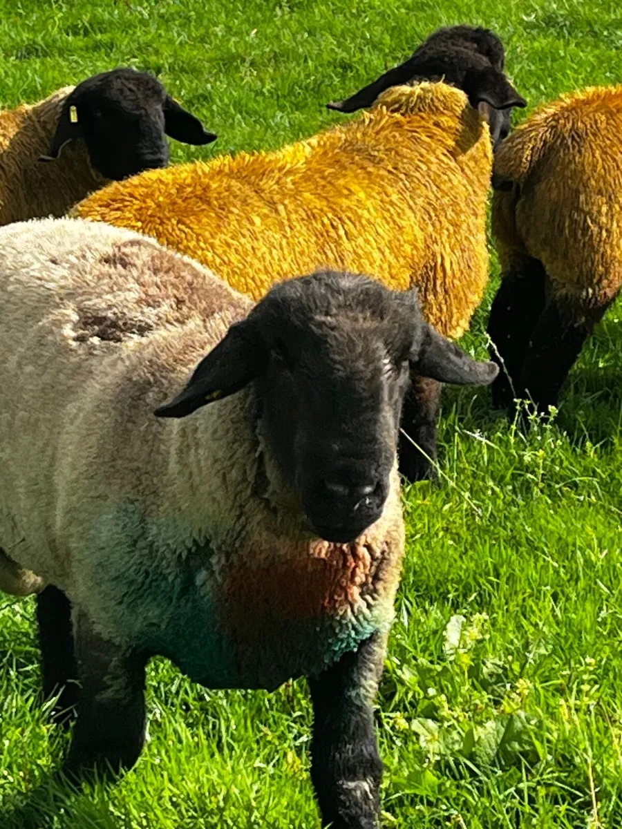 Choice of pedigree Suffolk ram lambs from £450 - Image 3