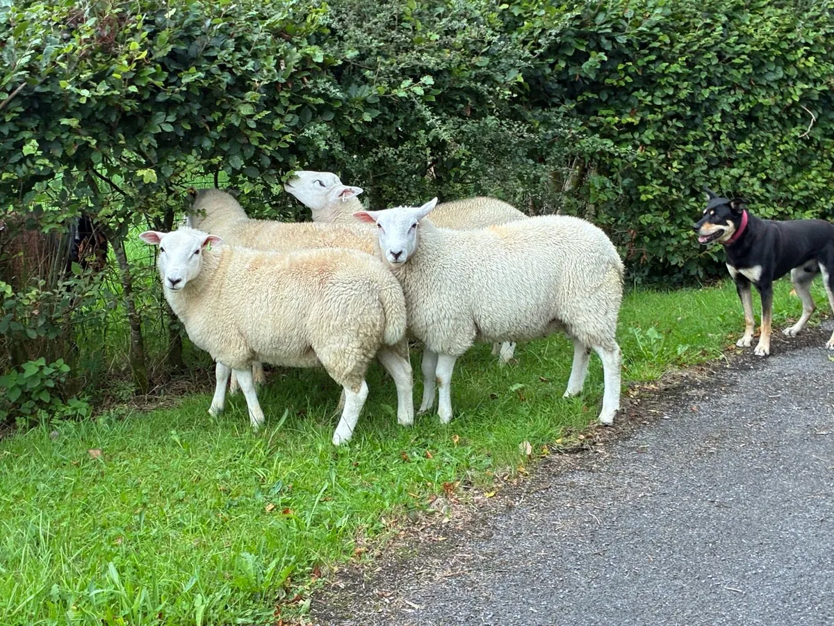Lleyn Rams - Image 2