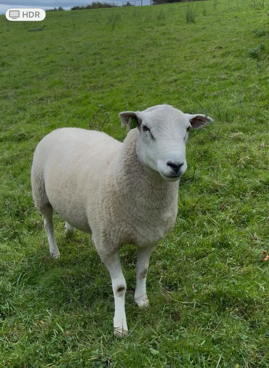 Lleyn Rams - Image 3