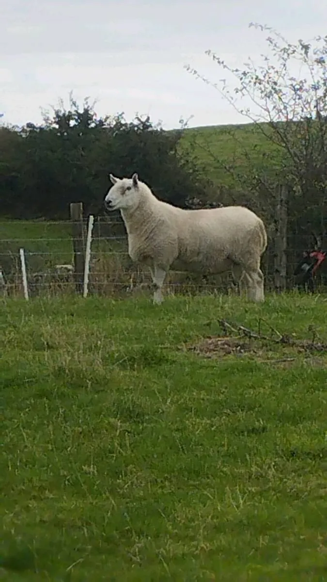 North Country Cheviots - Image 1