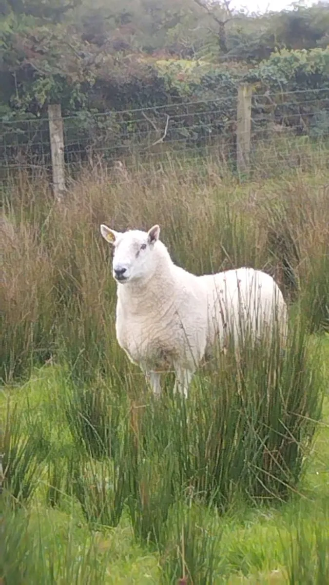 North Country Cheviots - Image 3