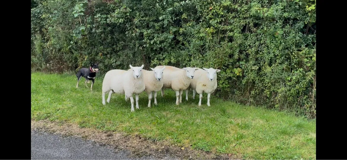 Lleyn Rams - Image 4