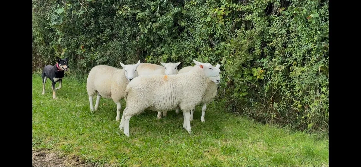 Lleyn Rams - Image 1