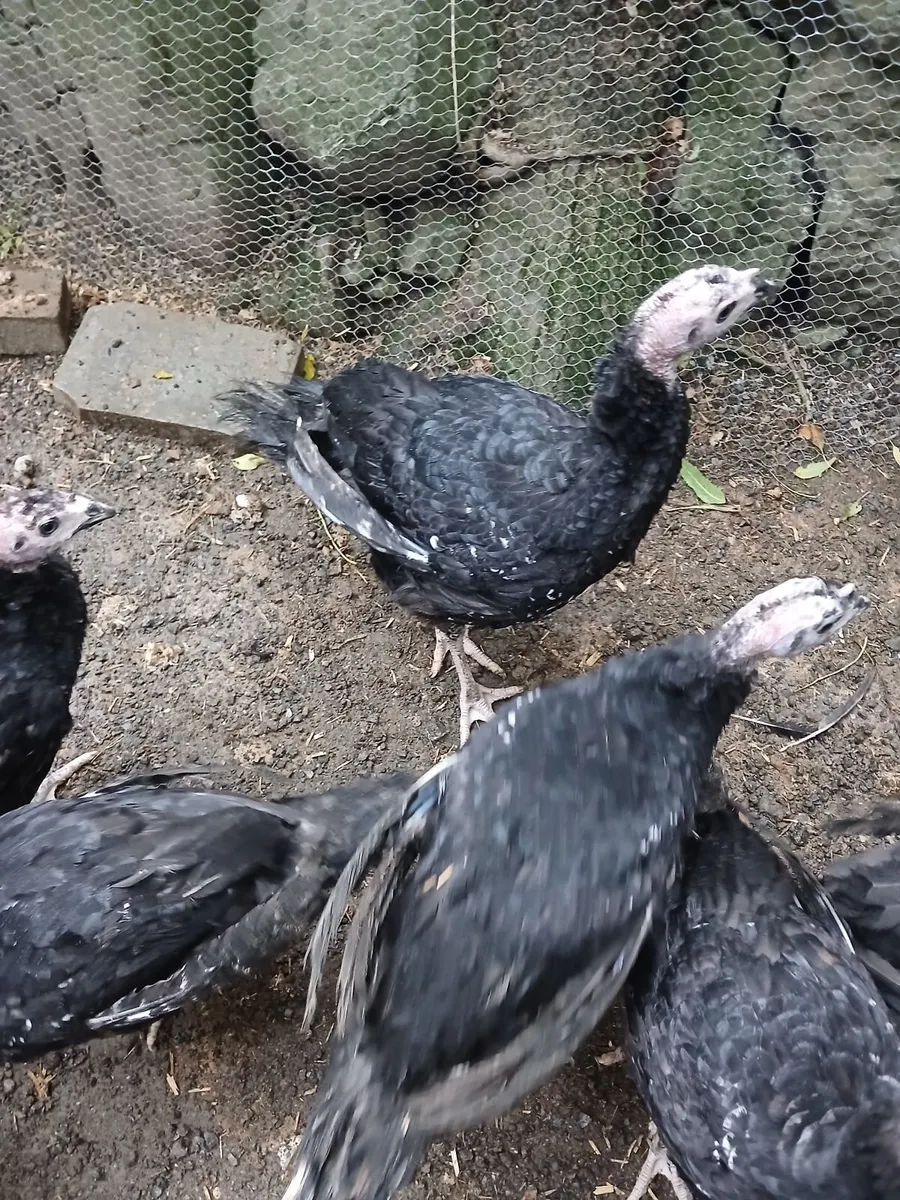 Farm Fresh Turkeys - Image 1